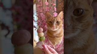 Let’s make Hanami Dango and look at the cherry blossoms 🌸🍡🐈 cats japan [upl. by Paley]