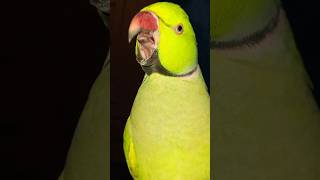 Indian ringneck parrot is taking parrot birds cute parrottalking mrnaqeeb mrparrot [upl. by Naitsihc]