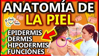 ANATOMÍA DE LA PIEL EPIDERMIS DERMIS HIPODERMIS  GuiaMed [upl. by Sascha]