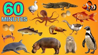 60 minutes Water Animals Name In English  Easy English  Water Animals For All [upl. by Naujaj]