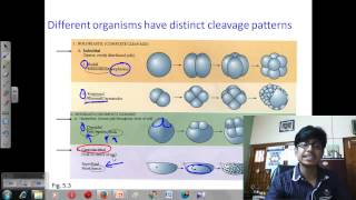 Cleavage and furrowing of zygote morula  Developmental biology lecture [upl. by Ennaj]