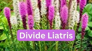 How To Divide Liatris Blazing Star Gayfeather [upl. by Ykcub]