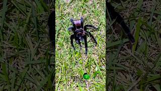 We found tarantulas in the wild molinarosnakelab tarantulas spiders belize jungle rainforest [upl. by Assiram]