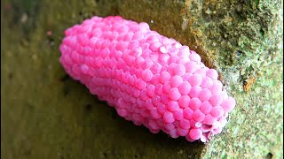 Crushed Snail Eggs  Apple Snail Eggs ASMR satisfying relaxing 13 [upl. by Brosy]