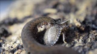 Onychophora Velvet worm gusano terciopelo [upl. by Akyssej]