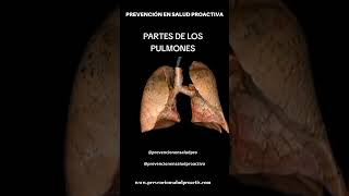 🫁Partes de los PULMONES [upl. by Trainor]