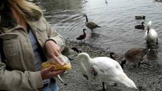 Me regretting feeding the ducks at Lake Windermere Lake District UK [upl. by Orozco]