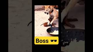 animals viralvideo pets [upl. by Mackie725]