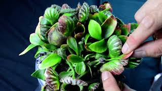 PlantB05 Cephalotus follicularis Bubble Giant  biweekly maintenance – 10624 [upl. by Yremogtnom]