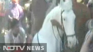 Shaktiman the horse allegedly attacked during protest loses its leg [upl. by Winifield827]