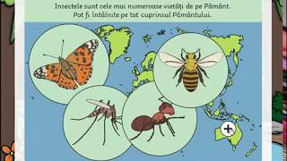 Lumea insectelor  cunoasterea mediului corectie 1 milion de specii de insecte [upl. by Nerhe]