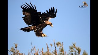 Águila Imperial Ibérica  Aquila adalberti [upl. by Ardnahsal]