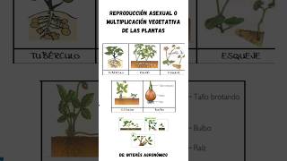 Reproducción asexual o multiplicación vegetativa de las plantas 👨🏻‍🌾 🌱 agricultura agro [upl. by Mcclimans]