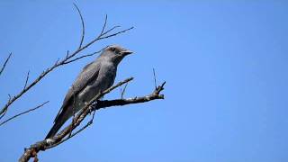 javan Cuckoo Shrike [upl. by Ateinotna]