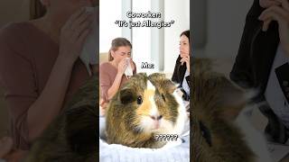 GuineaDad in Allergy Season 🤧😷 shorts guineadad [upl. by Russ]