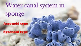 Canal System in Sponges Part 1 Malayalam Asconoid system  Leuconoid system Zoology [upl. by Salangi315]