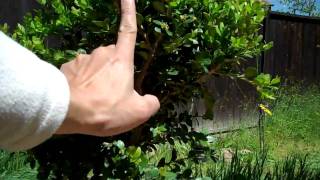 How to create a Boxwood bonsai Part 1 plant selection and Pruningmp4 [upl. by Ochs151]