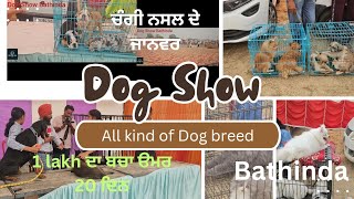 Dog Show Bathinda  ਛੋਟਾ ਬੱਚਾ ਮੁਲ 1 Lakh  Bahut ਚੰਗੇ Dog ਆਏ 👍youtubeshorts youtube [upl. by Forrer]