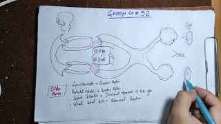 guyton chapter 52 part 1 visual pathwayphysiologyspecialsensesspecial sense PHYSIOLOGY in hindi [upl. by Hussar497]