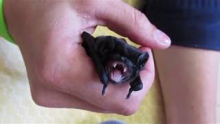 Baby bats running amok [upl. by Santos]