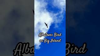 Albatross Bird in Hawaii ￼❓ [upl. by Asilana]