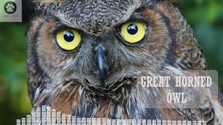 The Great Horned Owl Sounds That Will Get You Listening [upl. by Brottman283]