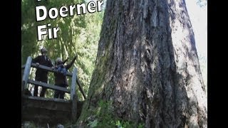 The Doerner Fir  Worlds Tallest Douglas Fir [upl. by Sherrie502]