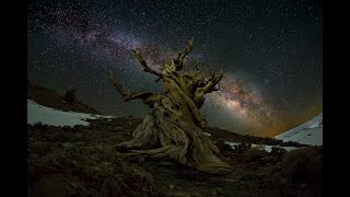 Bristlecone Pine Tree Trip [upl. by Attenod]