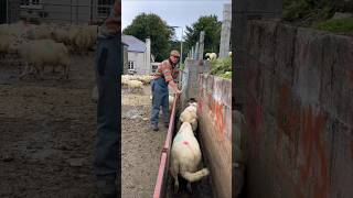 Amazing System In Sheep Farming [upl. by Ydnis]