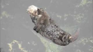 Wild Baby Sea Otters First Swim [upl. by Huxham]