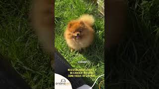 POMERANIA pomeranianpuppy pomeraniansclub pomeranianpuppies dog garantia puppy pets [upl. by Aizan]