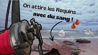 On ATTIRE des REQUINS avec du SANG et on les PÊCHE [upl. by Richlad277]