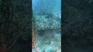 Hunting for Lionfish [upl. by March]