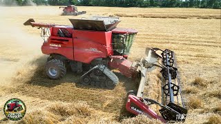 Saving Downed Wheat with Case IH Combines [upl. by Yrelav]