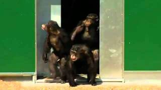 Release of chimpanzees 30 years after undergoing experiments [upl. by Nel]