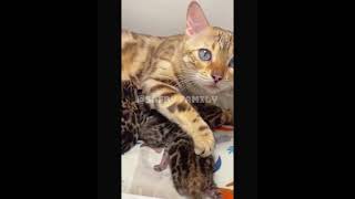 Nina bobocutecatshorts funyshorts cat vidiongakak cute [upl. by Stutman789]