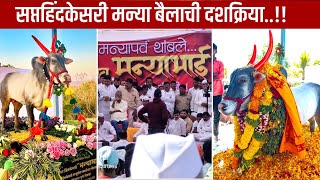 सप्त हिंदकेसरी मन्या बैलाची दशक्रिया  Manya bail dashkriya  manya [upl. by Wivestad32]