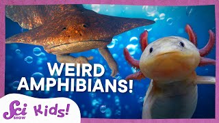 Weird and Wonderful Amphibians  SciShow Kids Compilation [upl. by Karole]