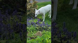 Would you challenge my protection dog youtubeshorts workingk9 youtube [upl. by Missy164]