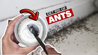 The Ant Solution Youll Wish You Knew Sooner – Remedy to Get Rid of Ants in Your Kitchen [upl. by Goodhen266]