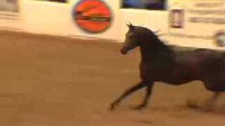 Scottsdale Arabian Horse Show Liberty Finals 2008 [upl. by Kammerer325]