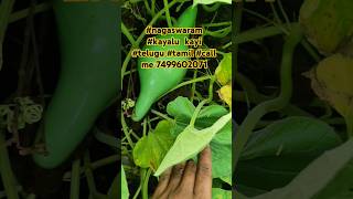 nagaswaram kayalu telugu tamil call me 7499602071 [upl. by Alduino]