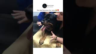 Dog died on her arms heartbreak 💔 bollywood trending youtubeshortemotionatus animals dog [upl. by Nylodam]