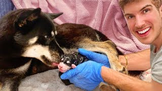 Helping My Pregnant Dog Give Birth To 7 Puppies [upl. by Inohtna780]