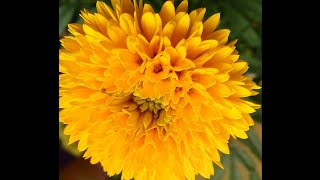 Chrysanthemum plant care  சாமந்தி அதிக அளவில் பூக்க  MJ Terrace Garden [upl. by Faust]