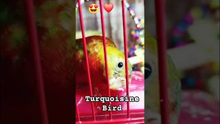 Beautiful Turquoisine Bird 🥰 ❤️ turquoisinebird পাখি birds [upl. by Eineeuq]