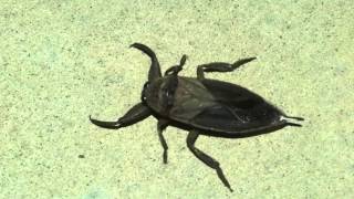 Huge Flying Scorpion Roach Lethocerus americanus is a Giant Water Bug  1080HD [upl. by Anawaj903]