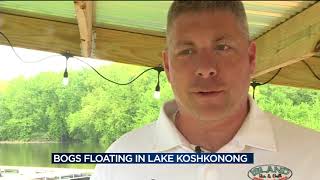 Residents see bogs floating on Lake Koshkonong [upl. by Eserehs]