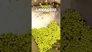 Catena di trasformazione  Primo passaggio shortvideo olive olivefarm agricoltura [upl. by Hambley840]