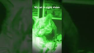 Night vision is crazy [upl. by Pulchi]